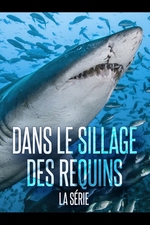 Dans le sillage des requins - La Vie secrète