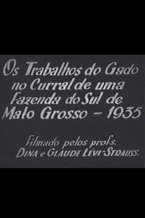 Cattle Work in the Corral of a Farm in Southern Mato Grosso