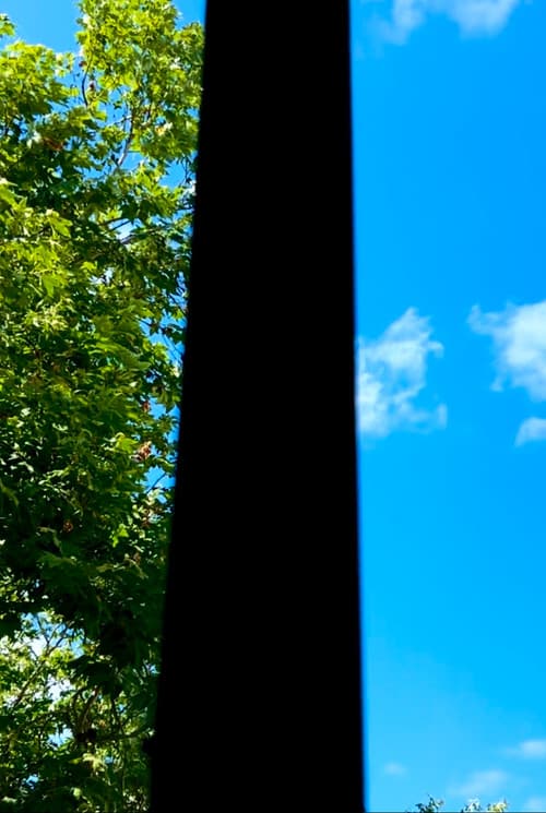 When Butterflies Scream